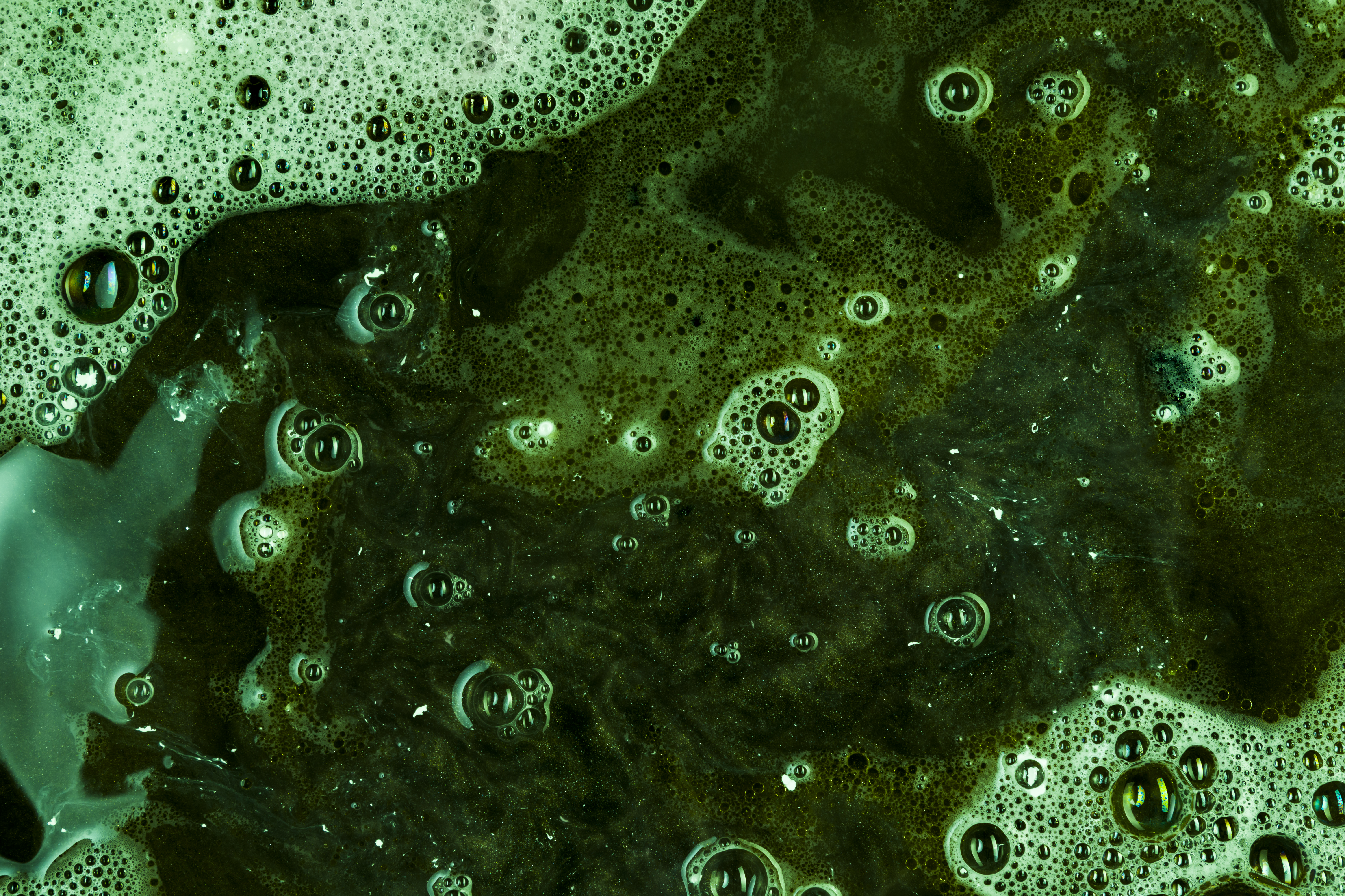 Chlorella powder/dried/processed